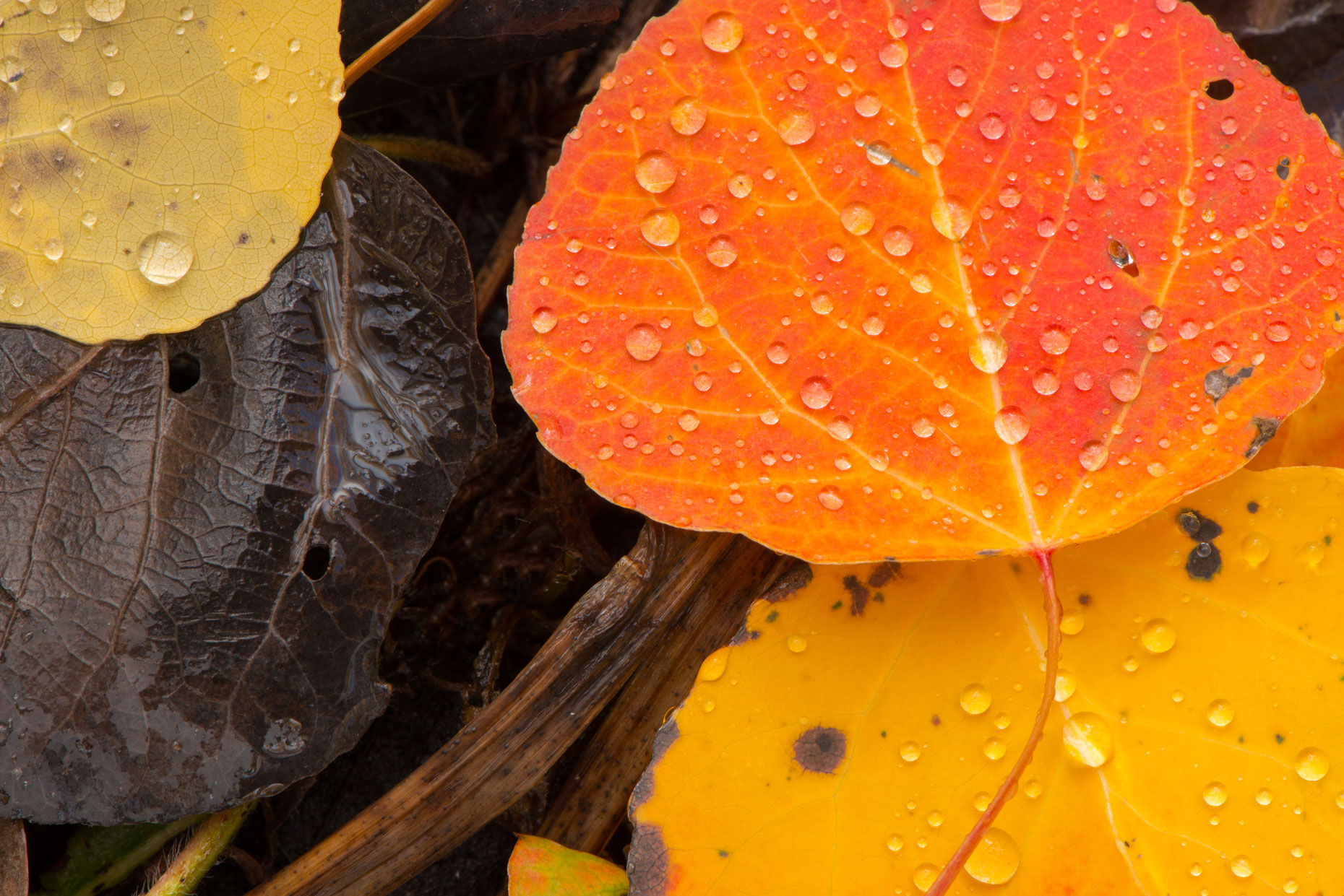 20140929-_DSC0782-Edit